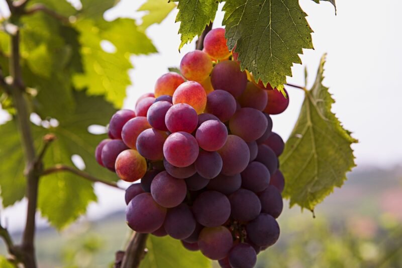 Freeze-Dried Red Grapes