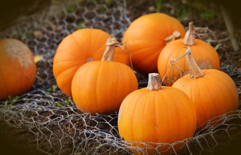 Freeze-Dried Pumpkin